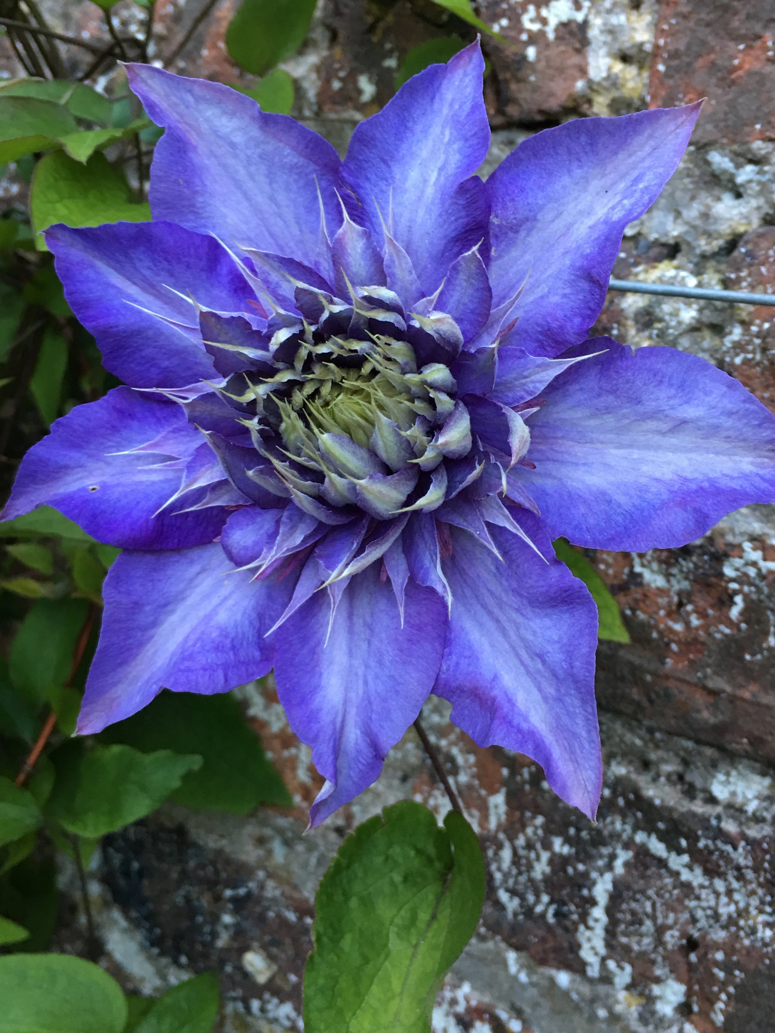 CLEMATIS