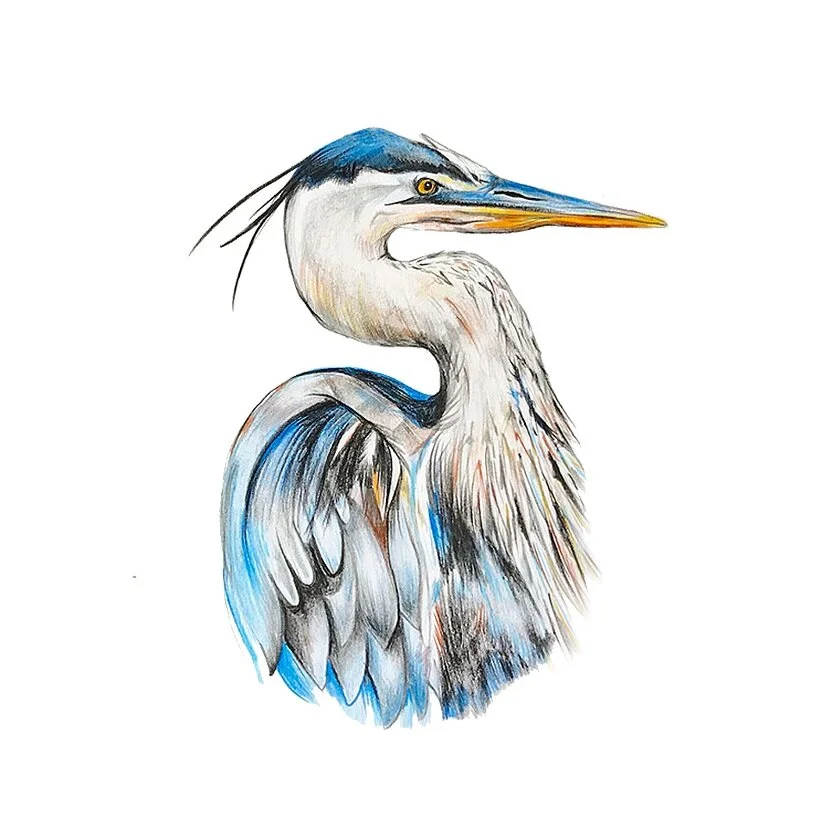 Blue+Heron+Empty+Sharp.jpg