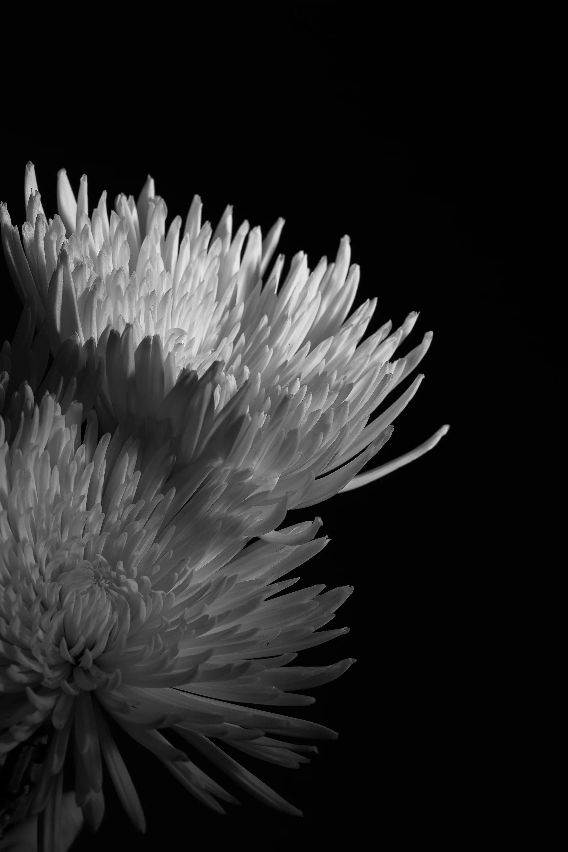 Black and White-7 copy.jpg