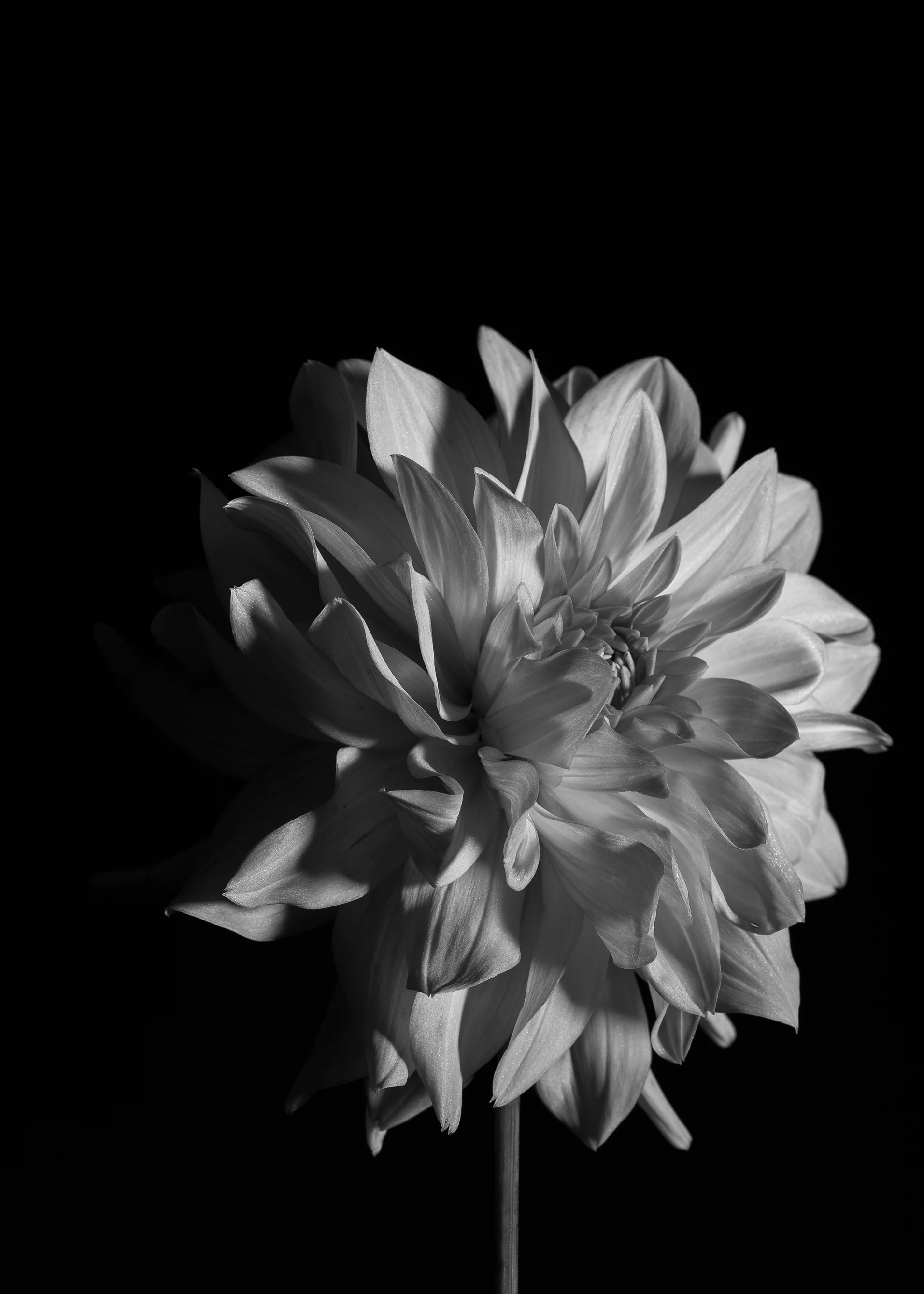 Black and White-5 copy.jpg