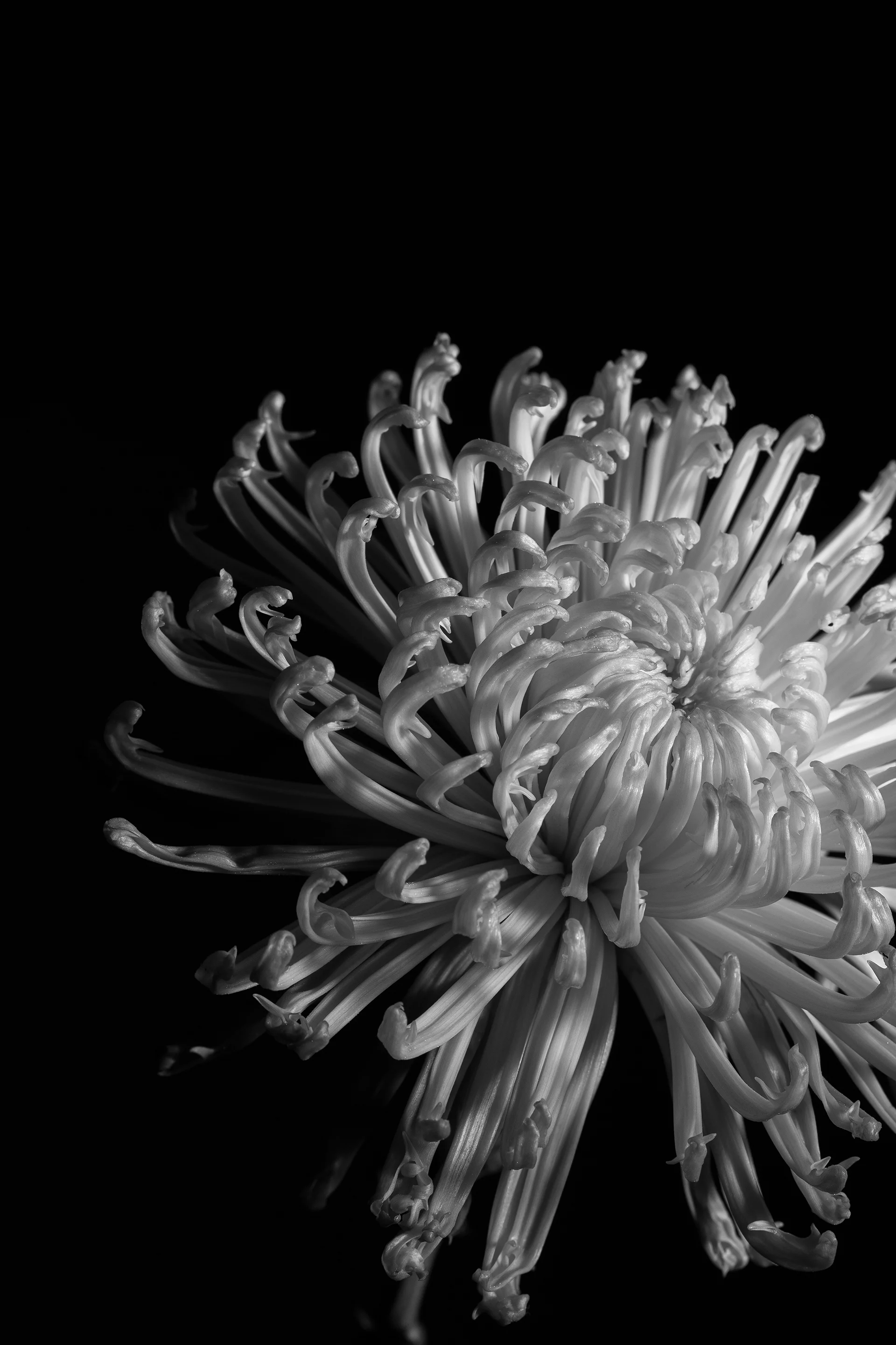 Black and White-6 copy.jpg