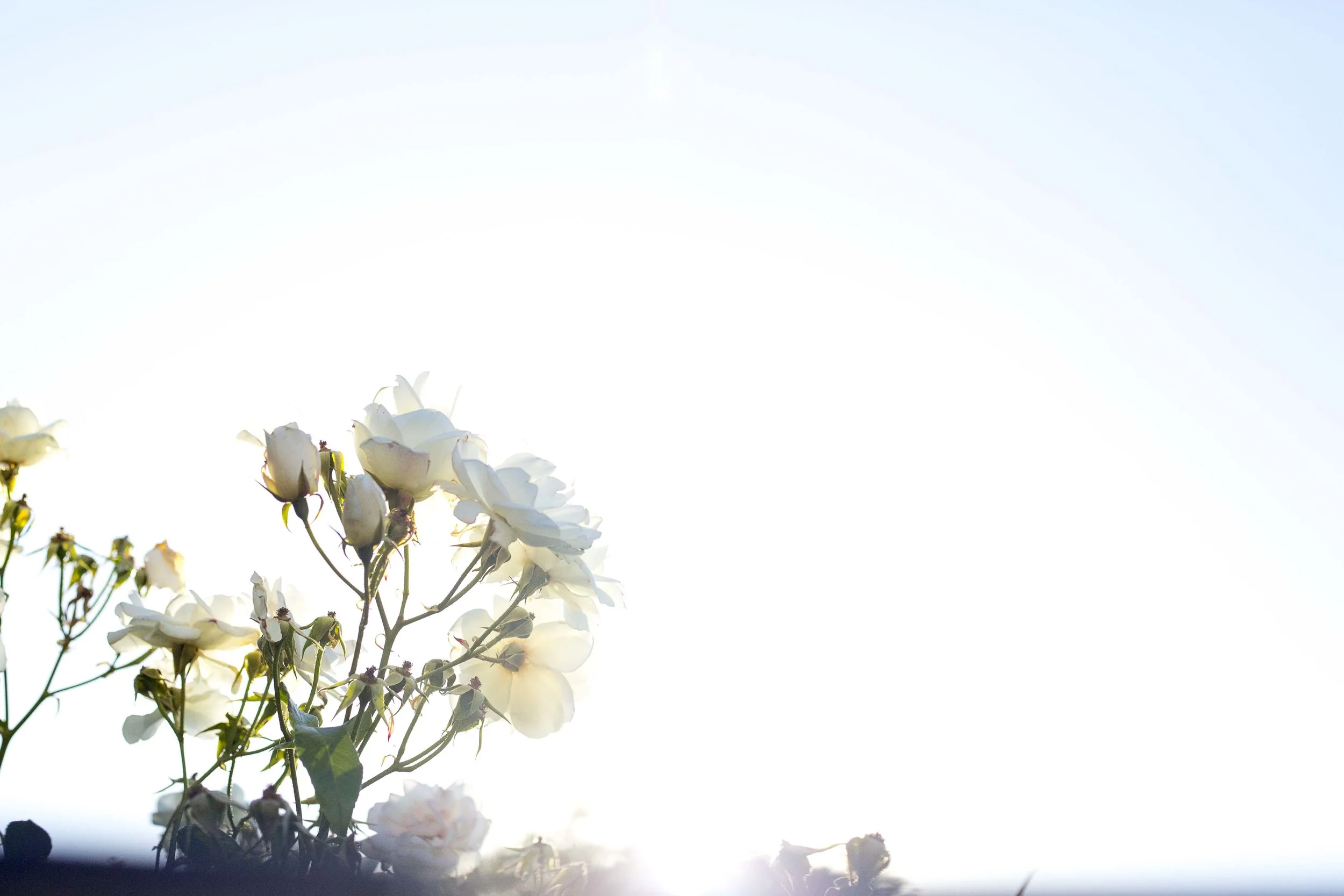sunlover-7.jpg