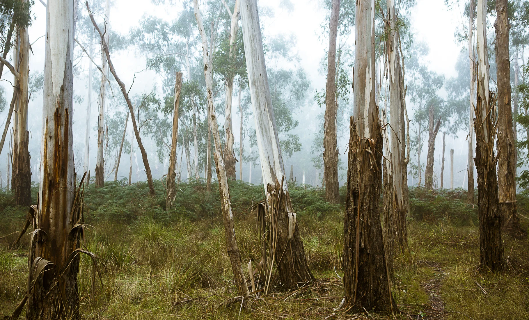 Yarra Fog-2.jpg