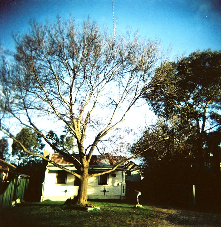 treehouse copy.jpg