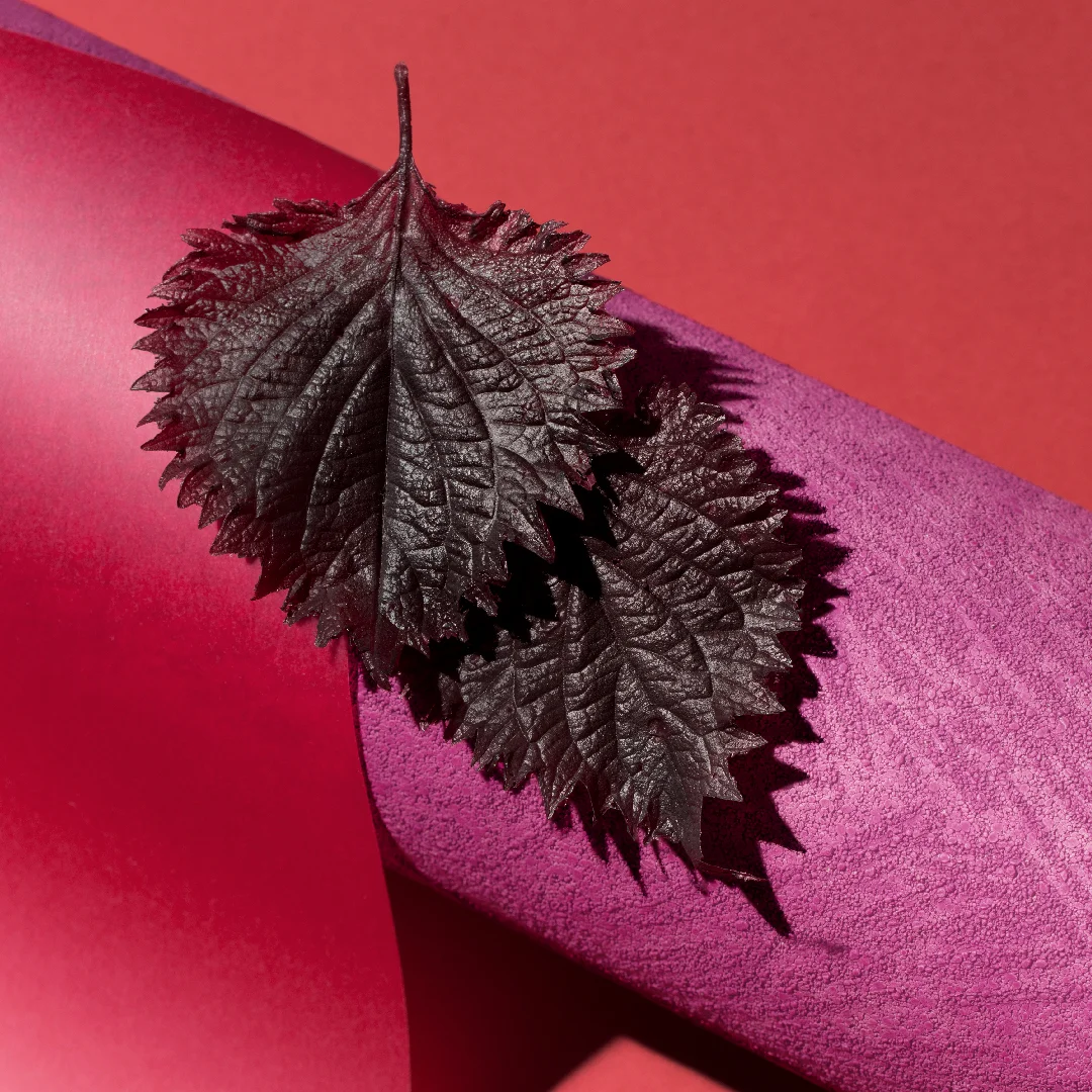 171205_ingredient_1080x1080_shiso.jpg