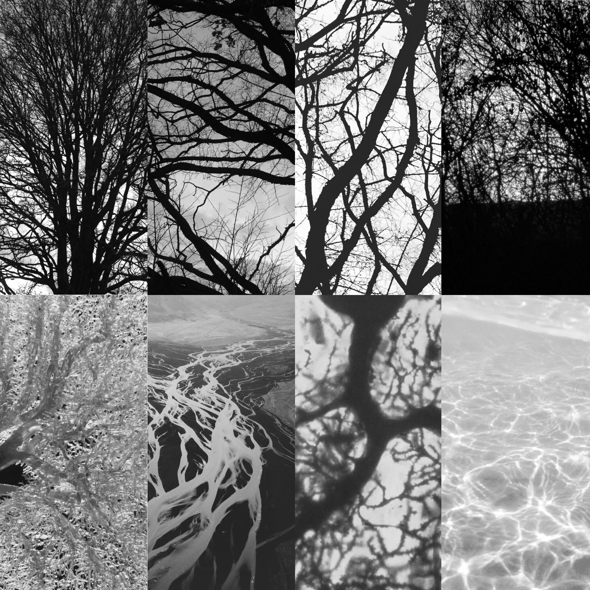 Top Row: Trees in the park, Lower Row (Left to Right) Human Kidney circulation, River Deltas from the air, Purkinje cell (developing nerve cell) in a 12-month old, patterns of sunlight on sea-water