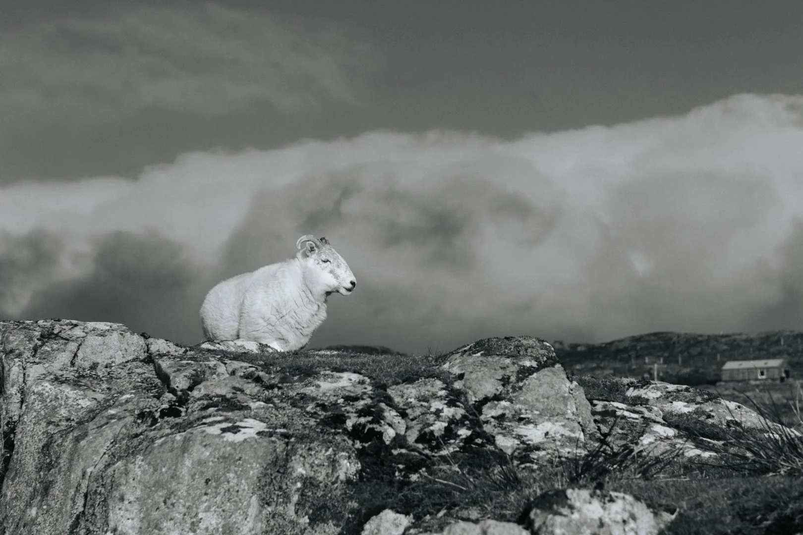 A mountain goat stands on rocky terrain with a mountainous landscape in the background, under cloudy skies.