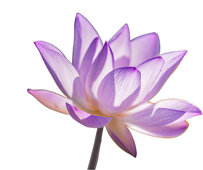 lotus_ottawa_yoga_therapy4.jpg