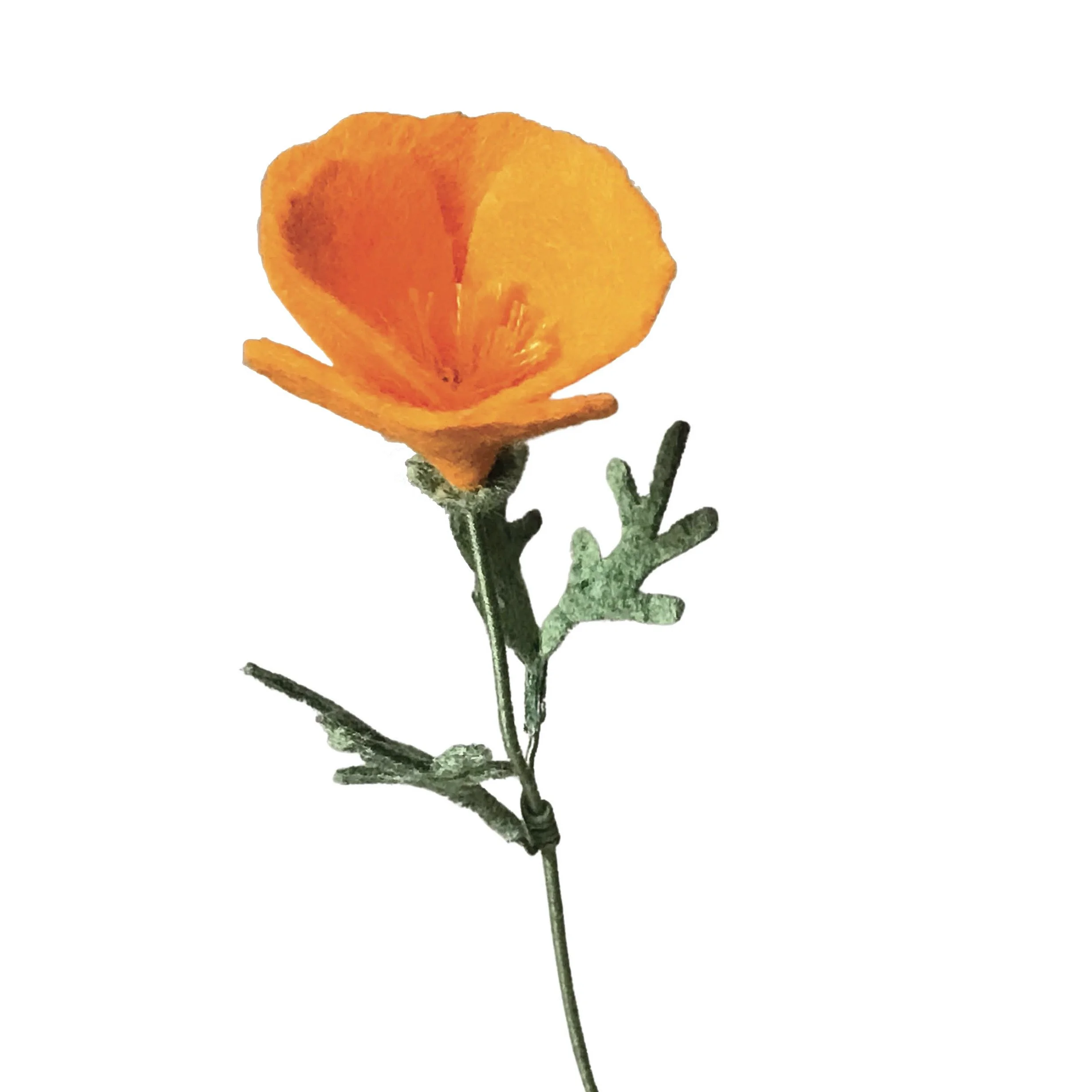 California Poppy