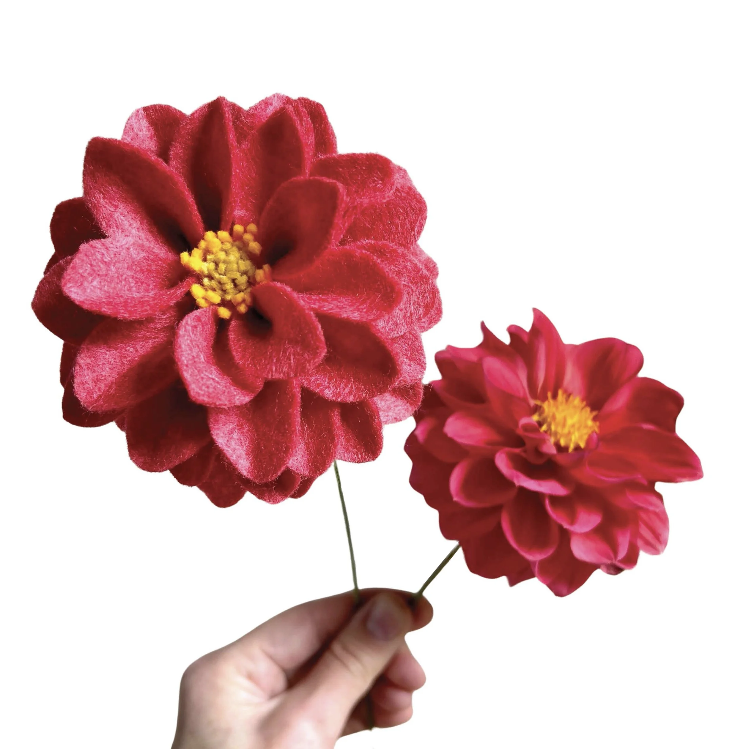 Peony Dahlia - Strawberry