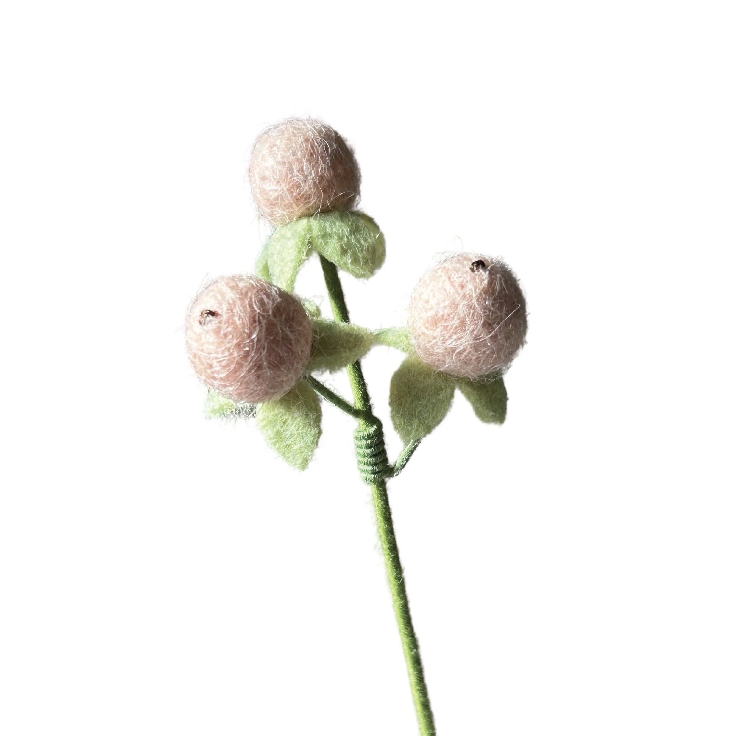 Hypericum Berry - Blush