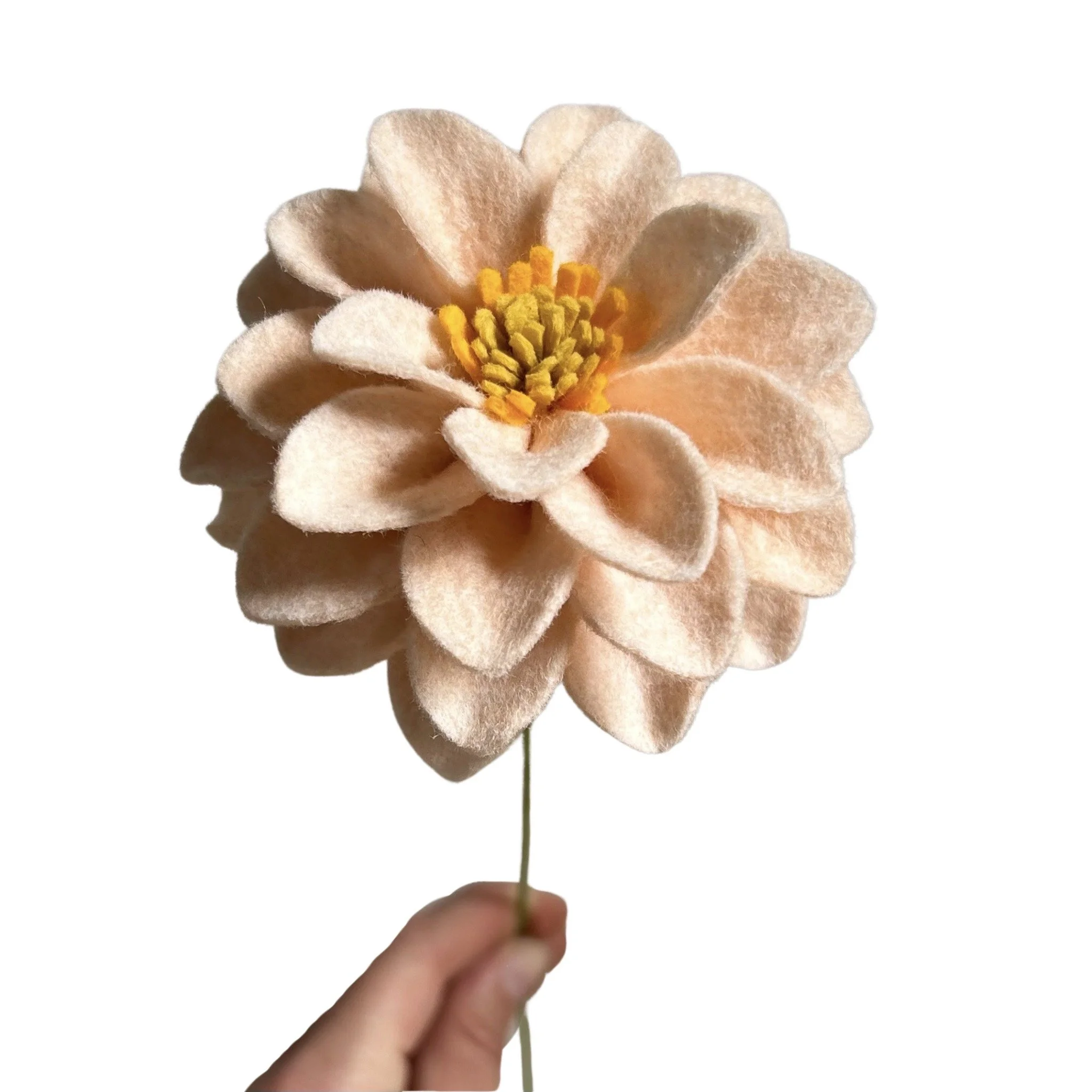 Peony Dahlia - Light Peach