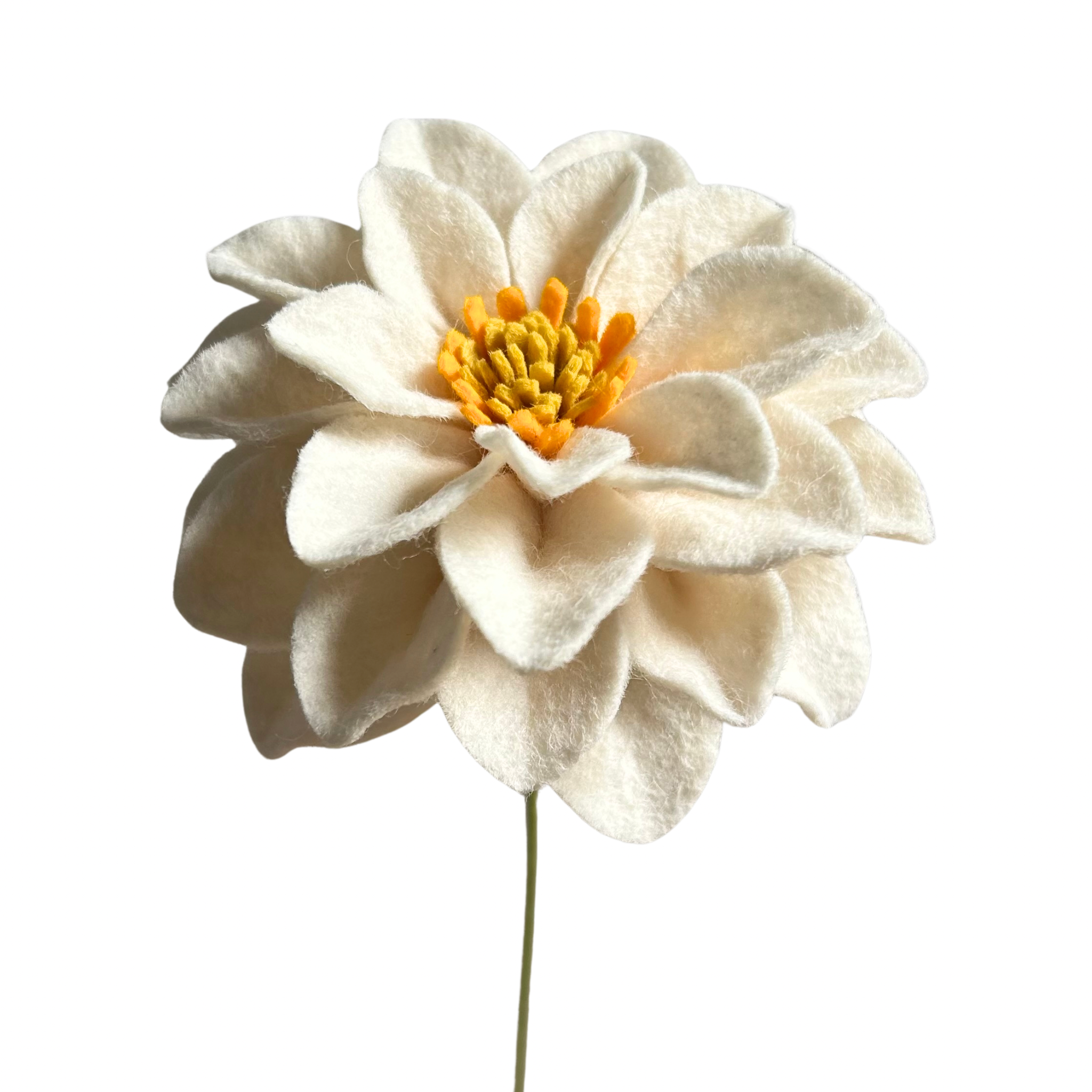 Peony Dahlia - White