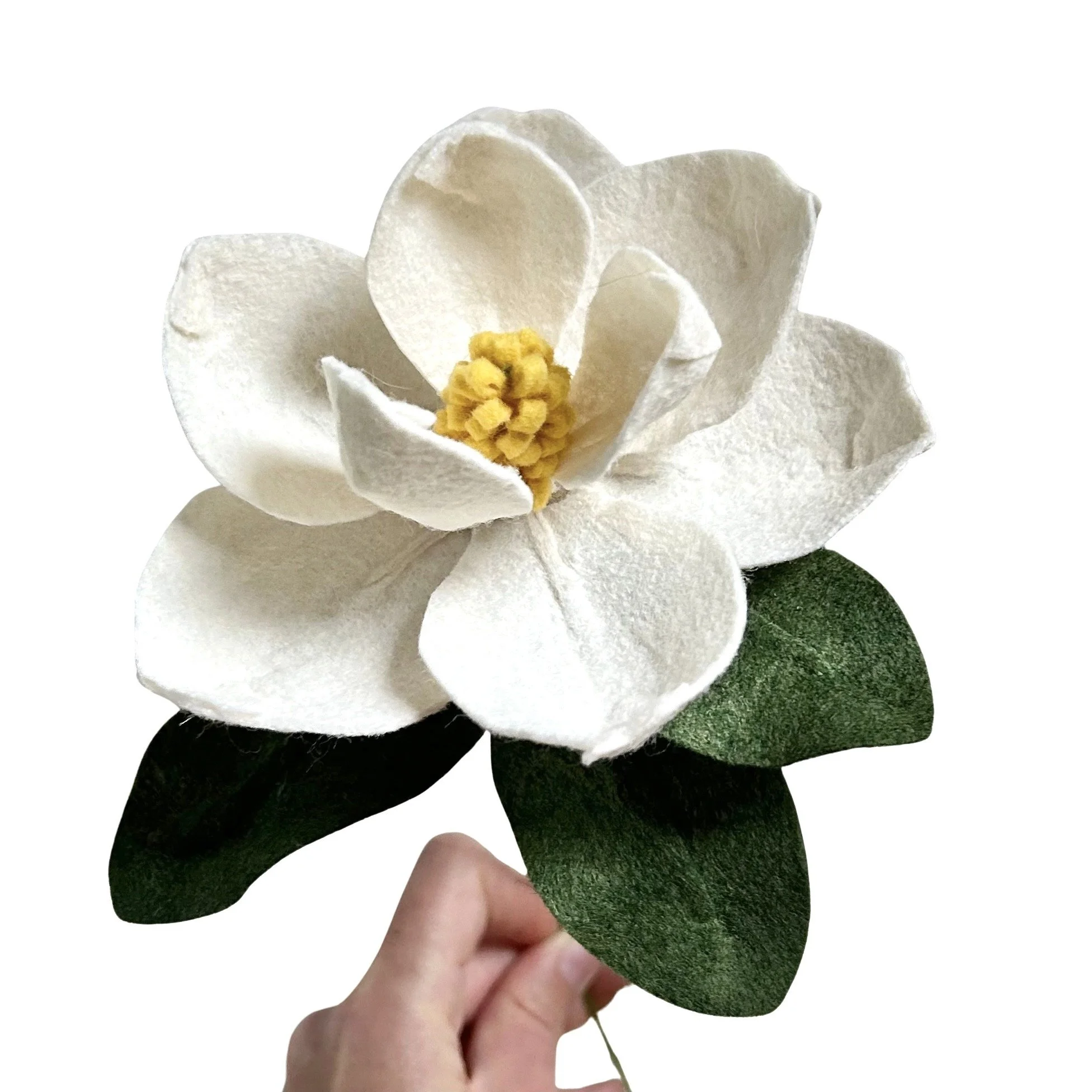Magnolia