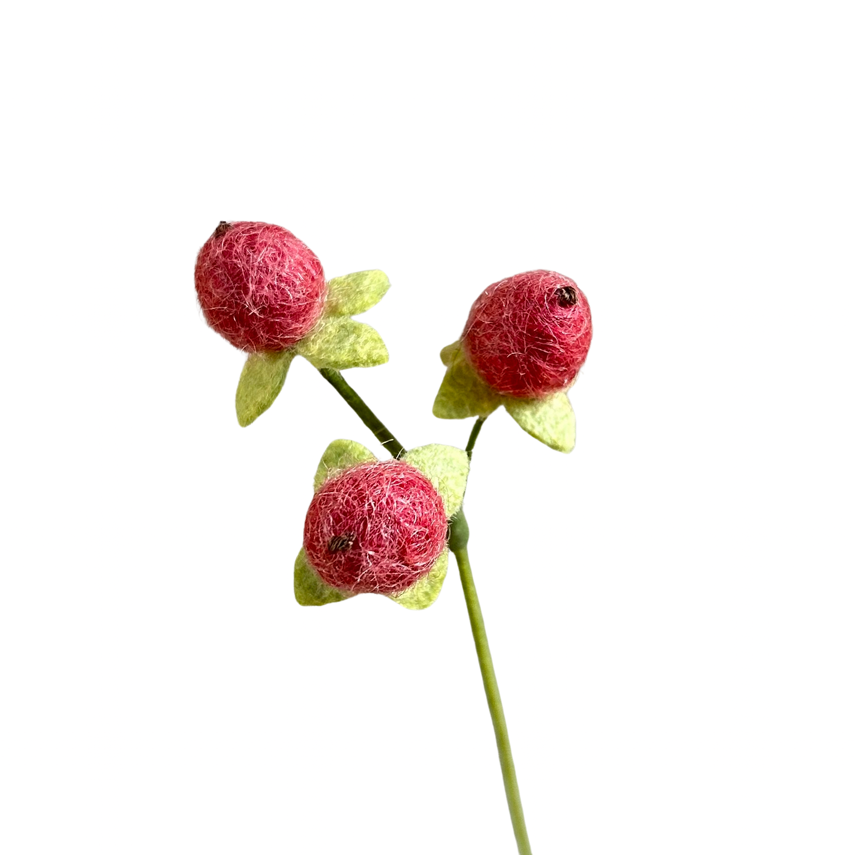 Hypericum Berry - Dusty Pink