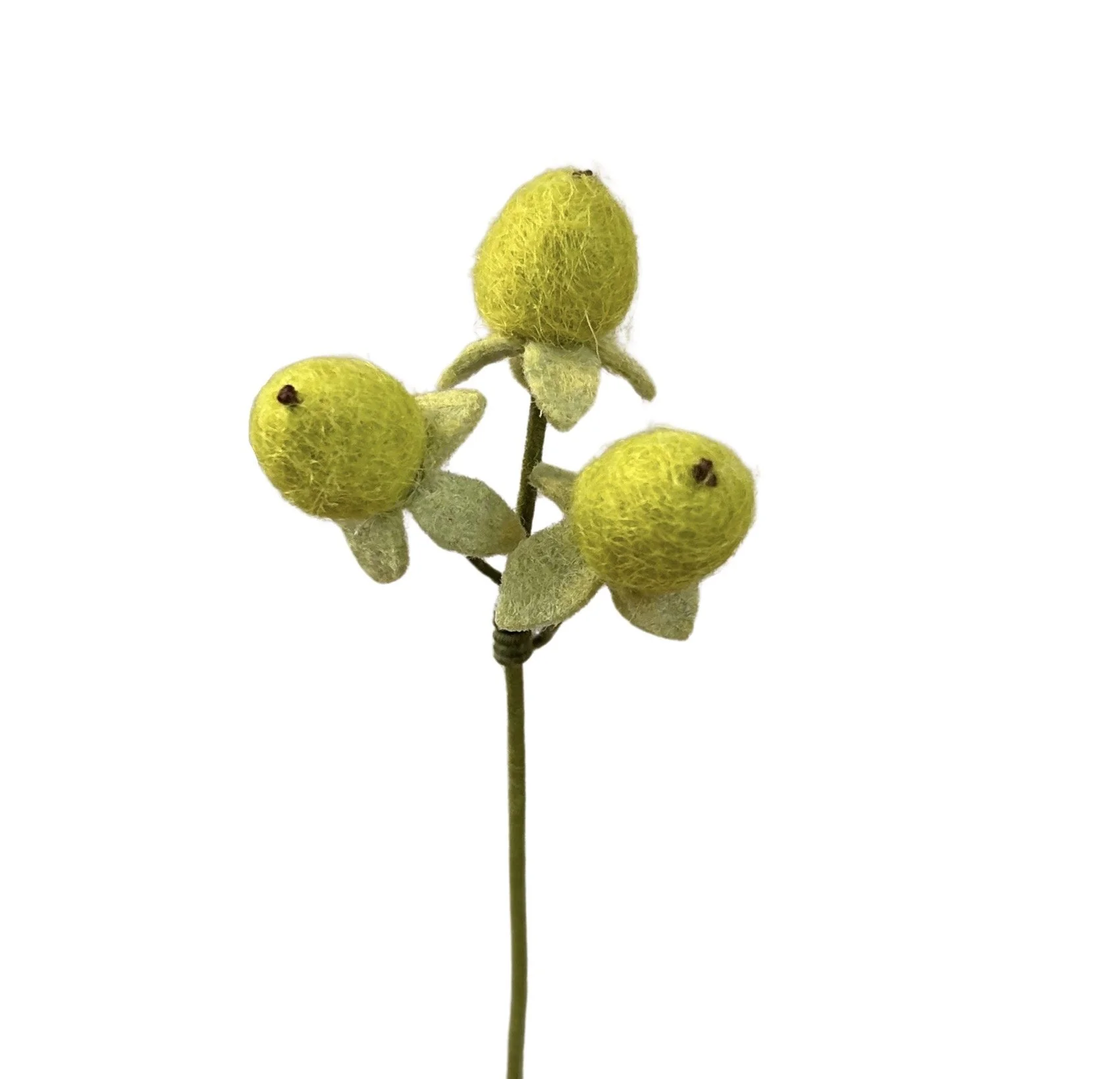 Hypericum Berry - Green