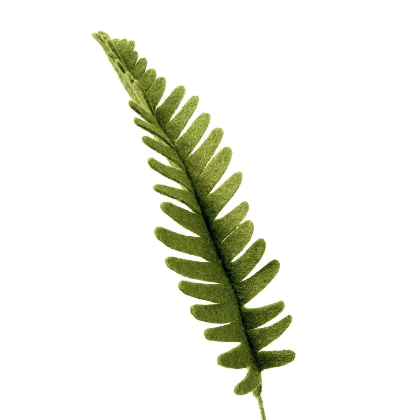 Deer Fern