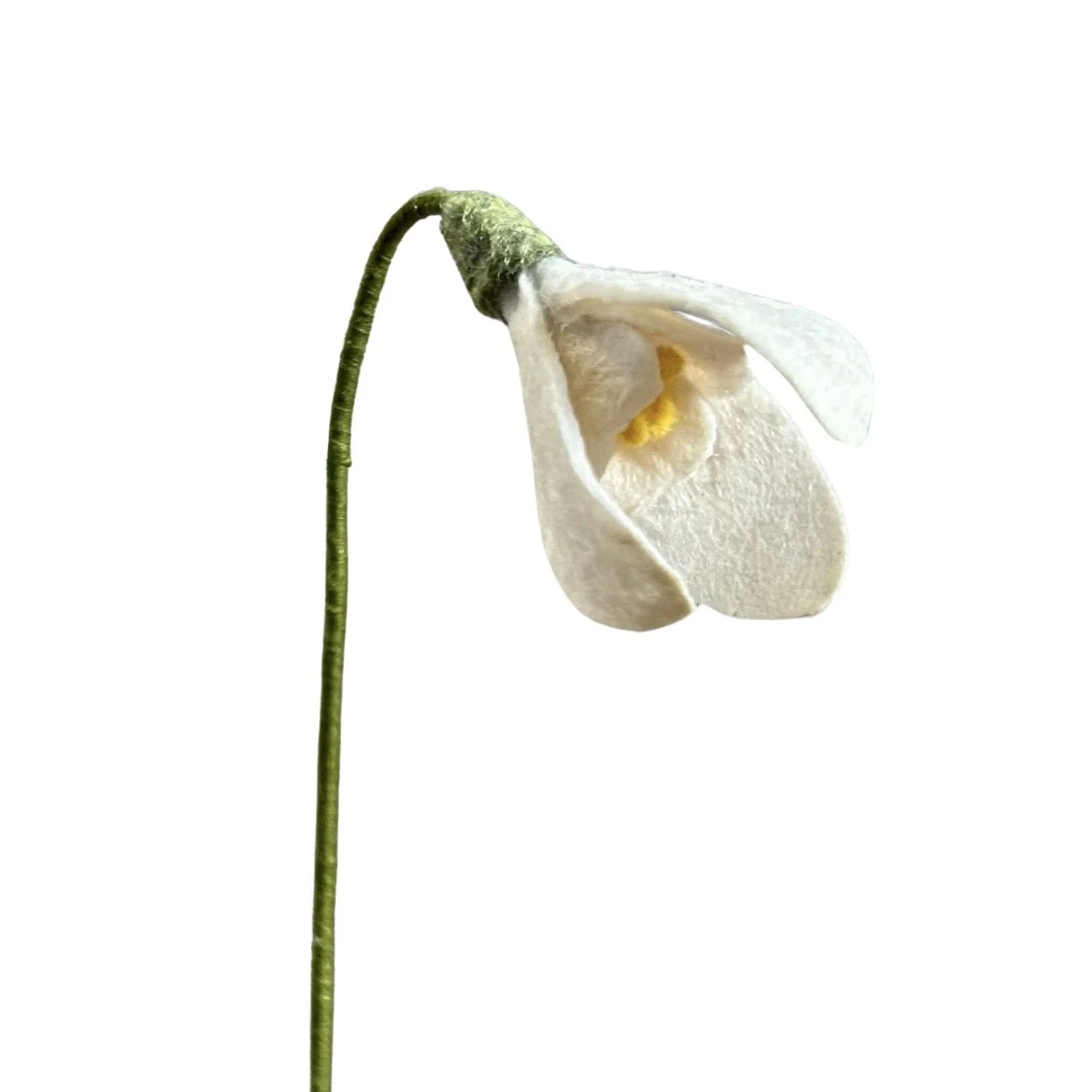 Snowdrop