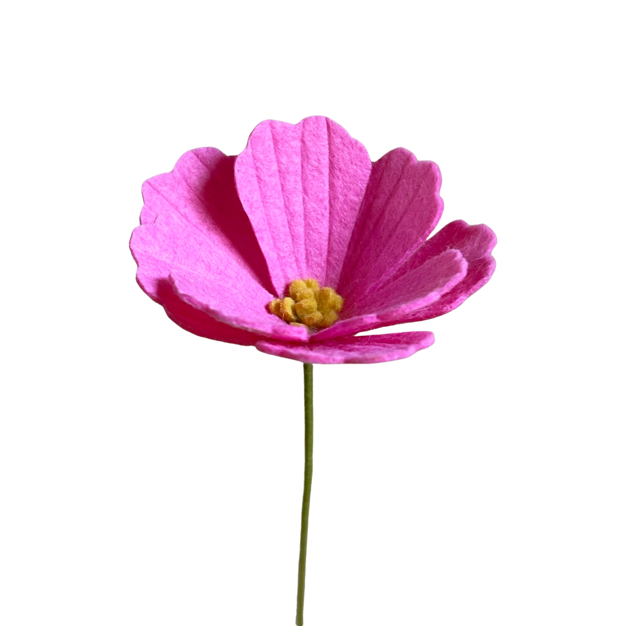 Cosmos - Bright Pink