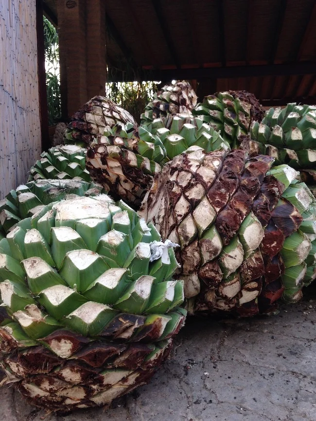agaves.jpg