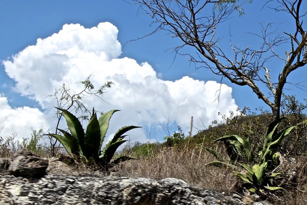 A wild Tepeztate agave in the mountains of Oaxaca