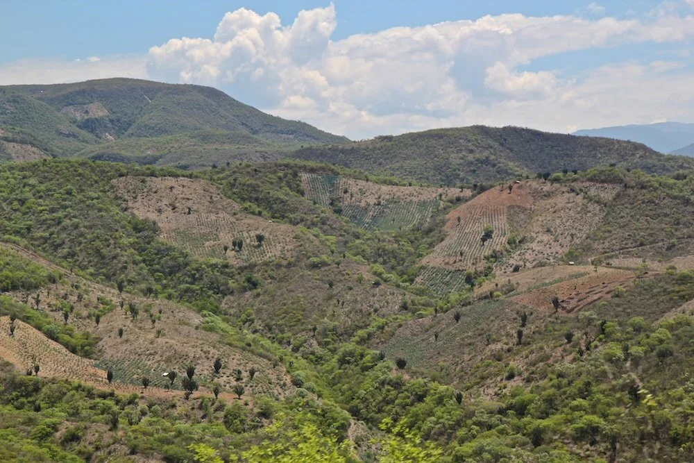 Espadin agave fields on the hillsides in Oaxaca look almost like Mediterranean vineyards