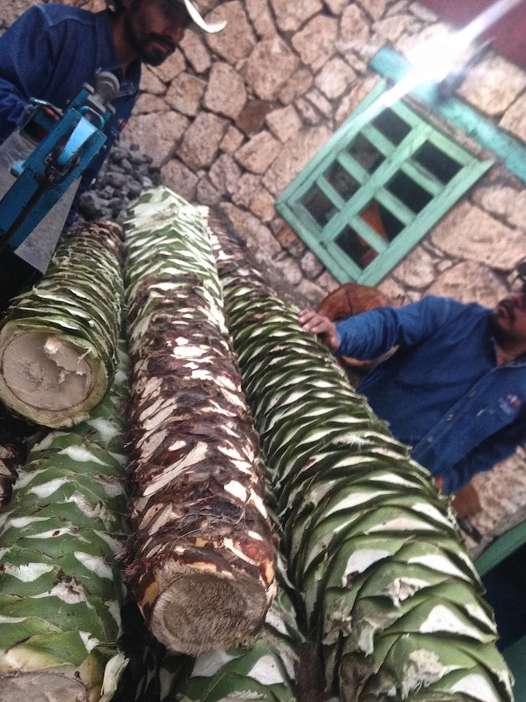 A group of farmers brings in a load of long, narrow Cuishe piñas for distillation