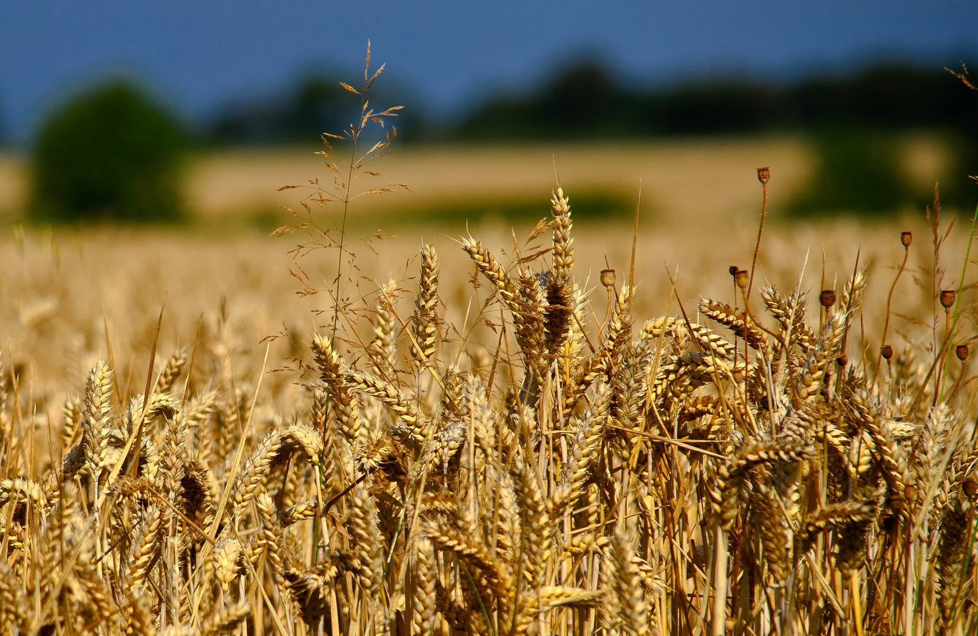 wheat.jpg