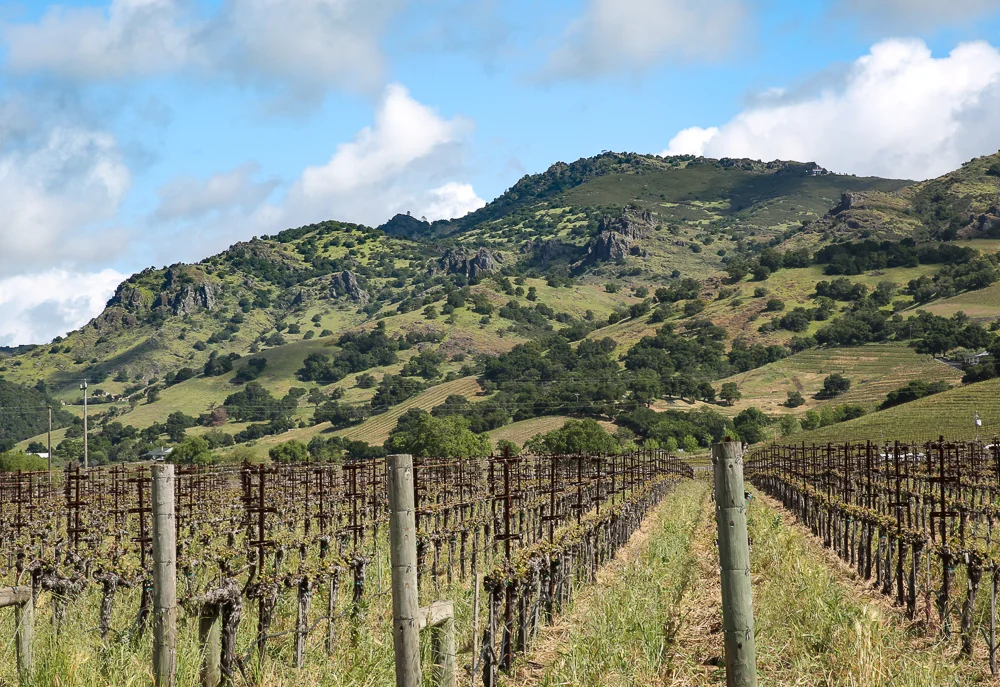 Vineyards outside Howell Mountain in Napa