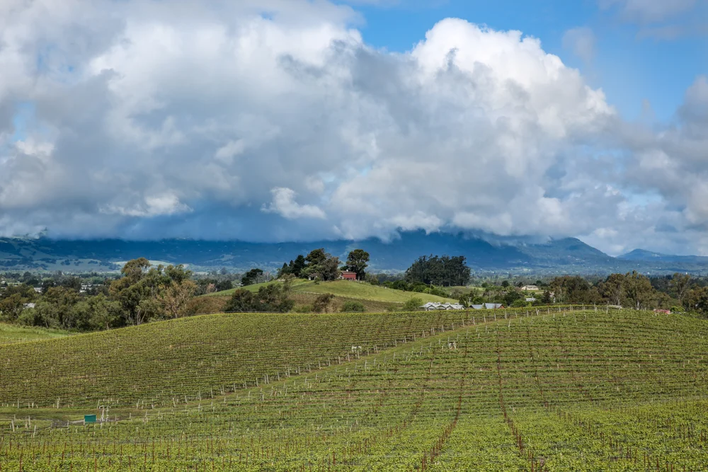 Pinot Noir Vineyards in Sonoma