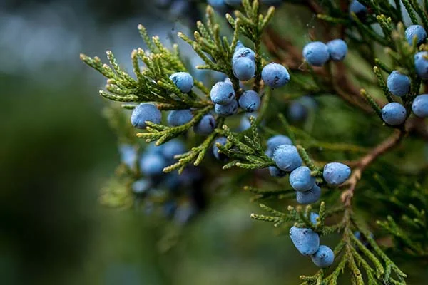 Juniper berries in the wild