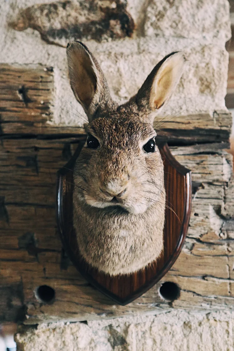 Rabbit.jpg