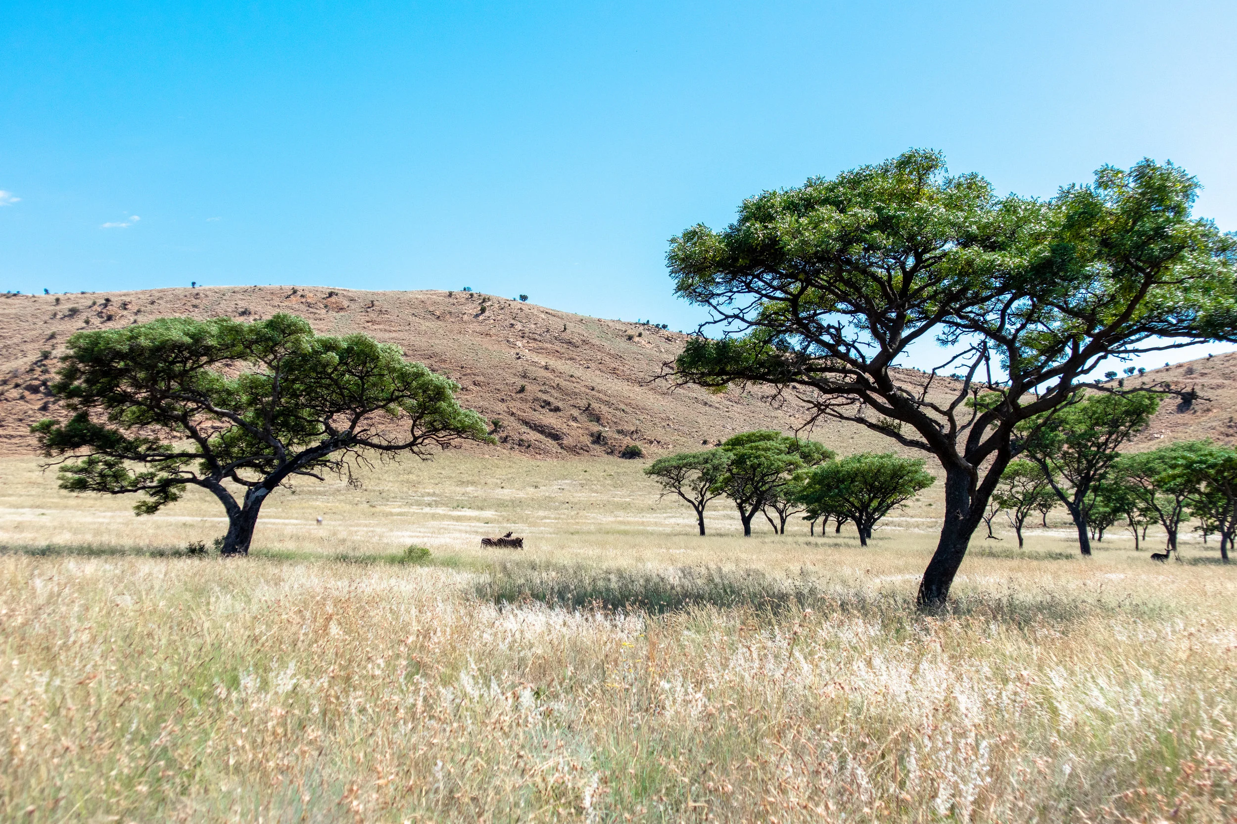 Samantha Gibb Photography Rustenberg.jpg