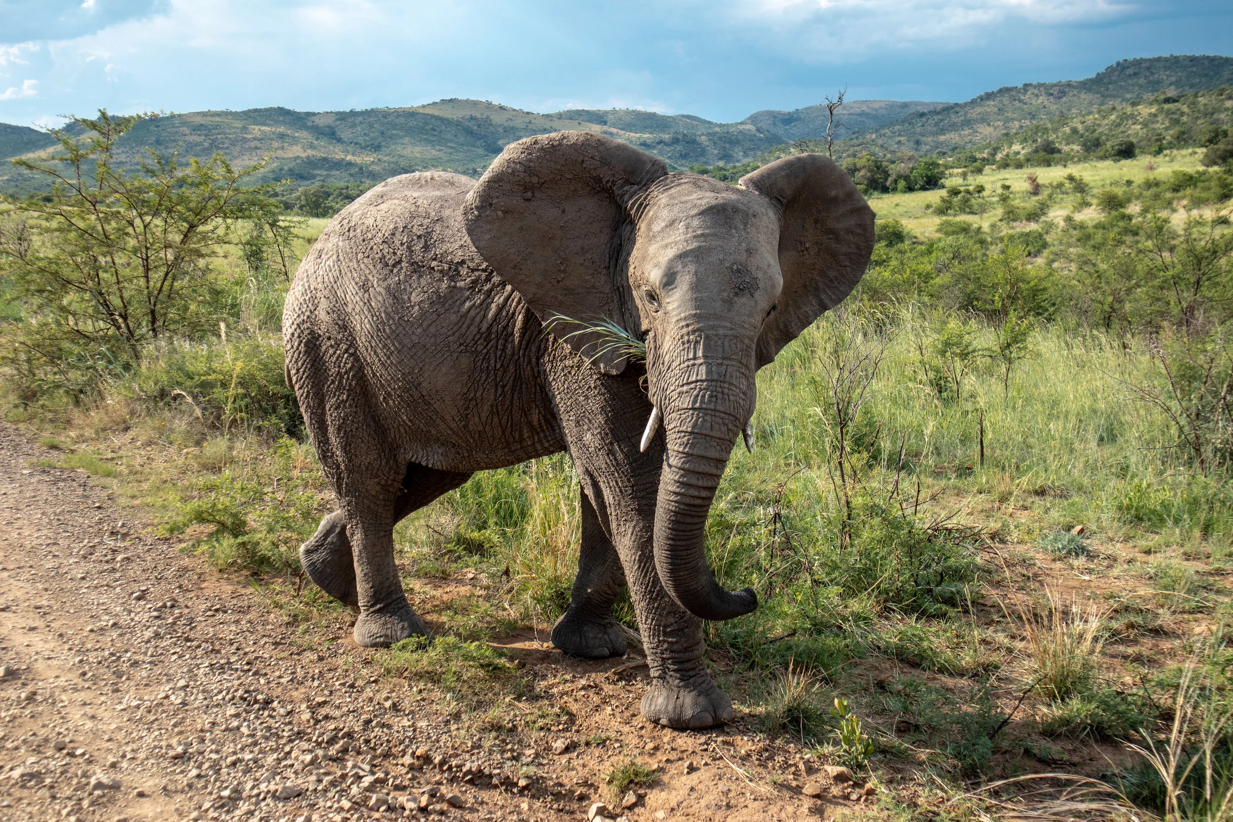 Lady Leopard Elephant Pilanesberg Game Reserve.jpg