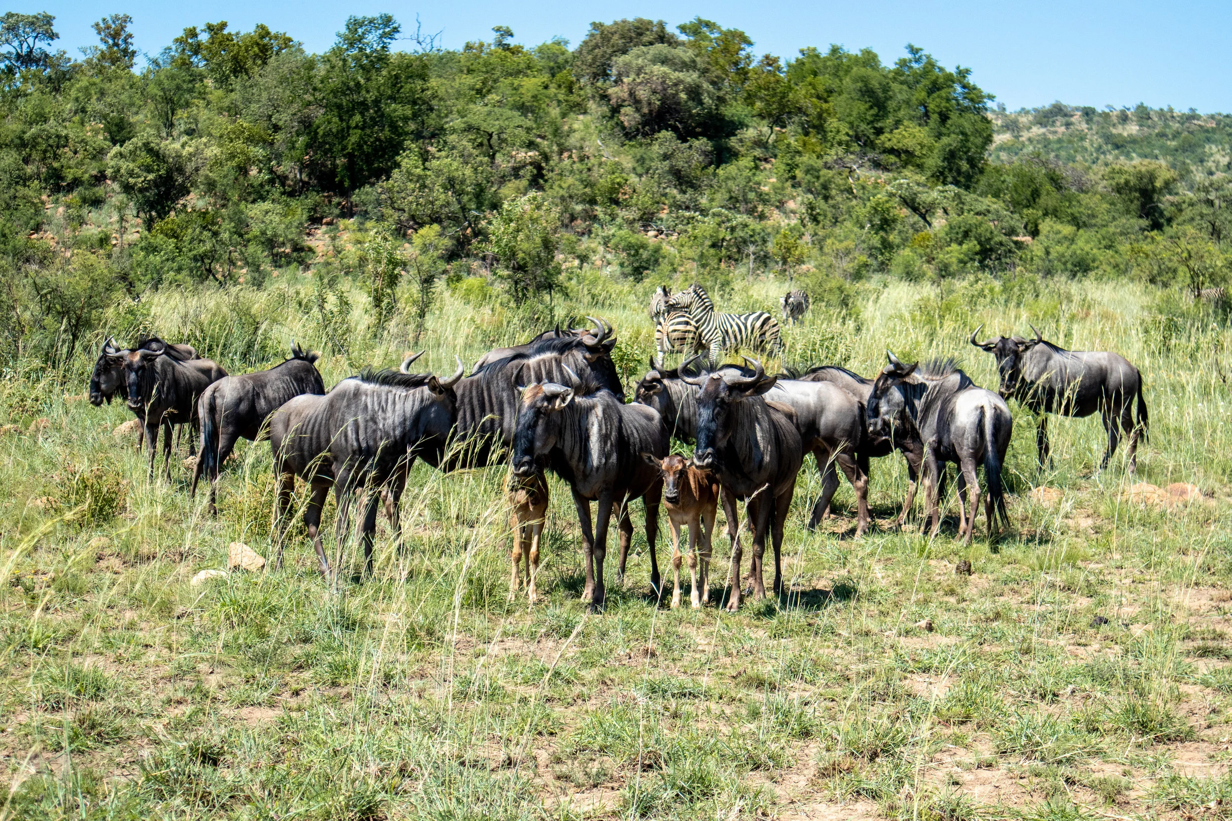Lady Leopard Wildebeest.jpg