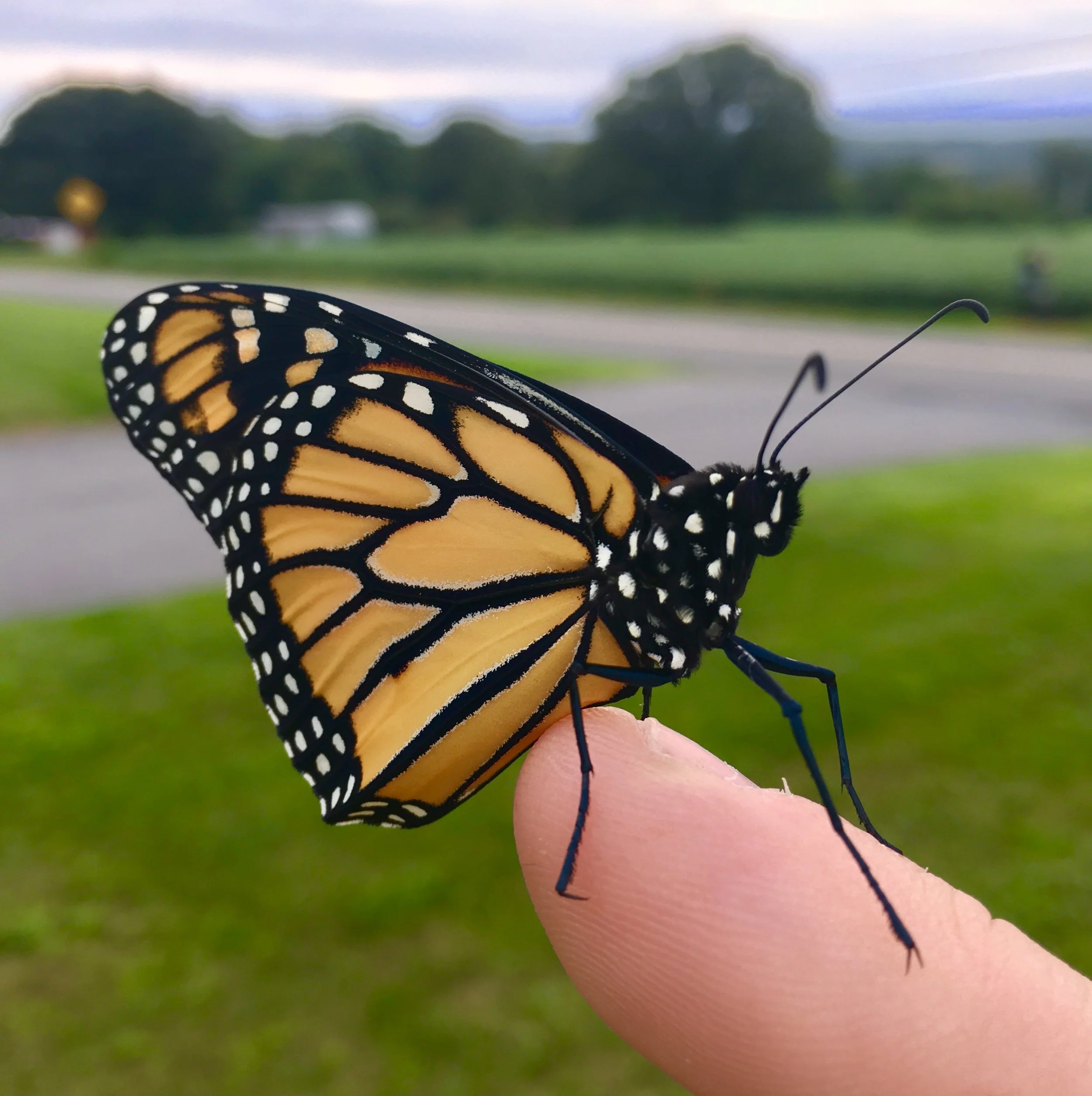 Youth Corps Celebrates Pollinator Week 2026!