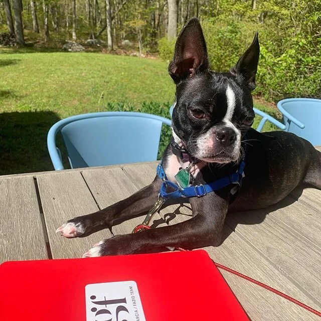 Elvis working on his WFH skills ... as one of the youngest members of our team, we cut him some slack ...happy Friday!! #compassny #patioliving #fridayvibes #wfh #2020 #memorialday🇺🇸 #Stayhomestaysafe #usesunscreen #mysticct