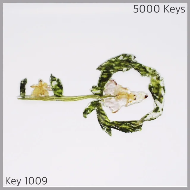 Key 1009 - 1.JPG