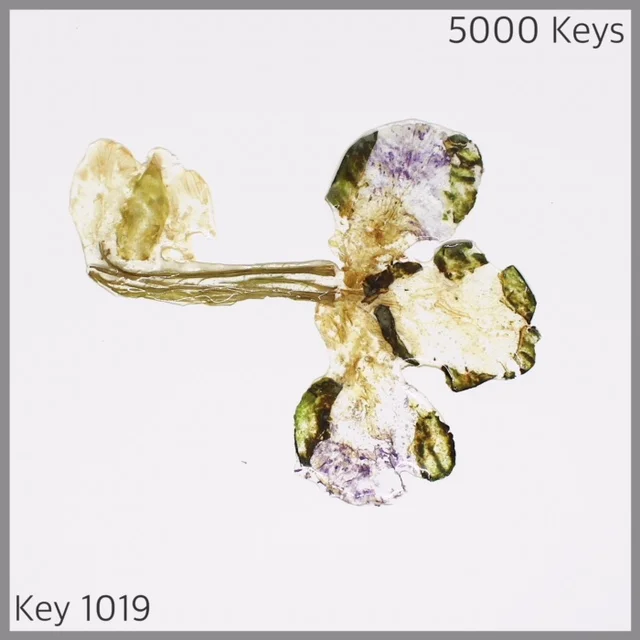 Key 1019 - 1.JPG