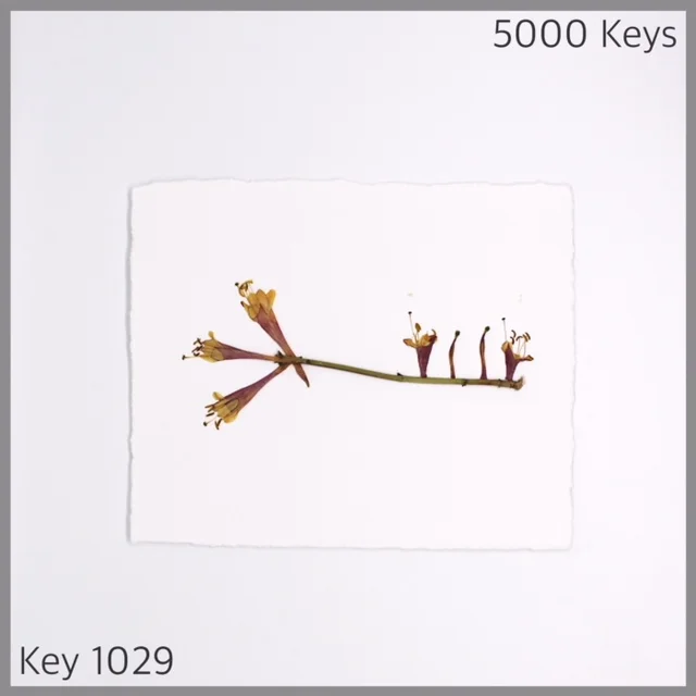 Key 1029 - 1.JPG