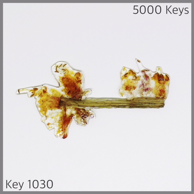 Key 1030 - 1.JPG
