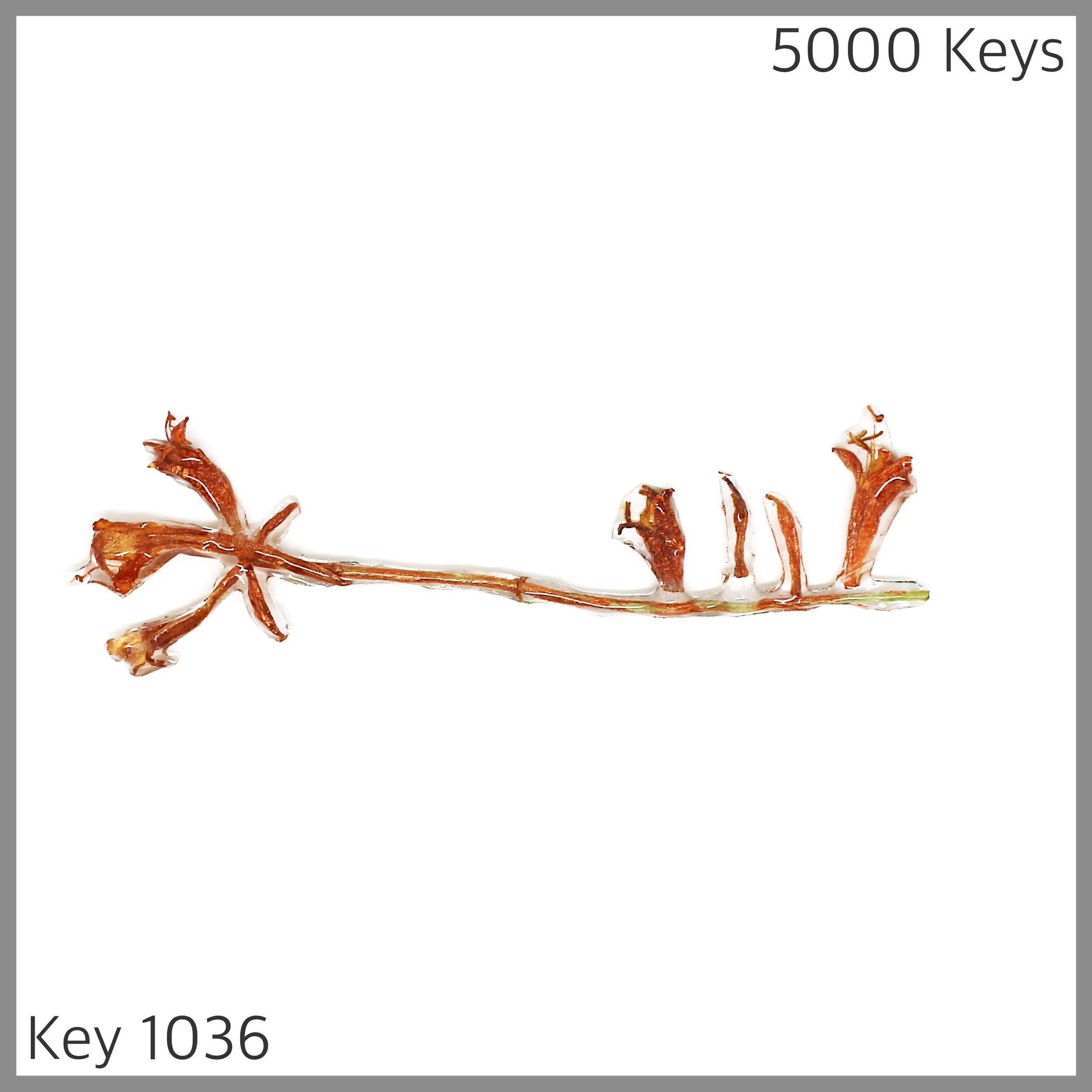 Key 1036 - 1.JPG