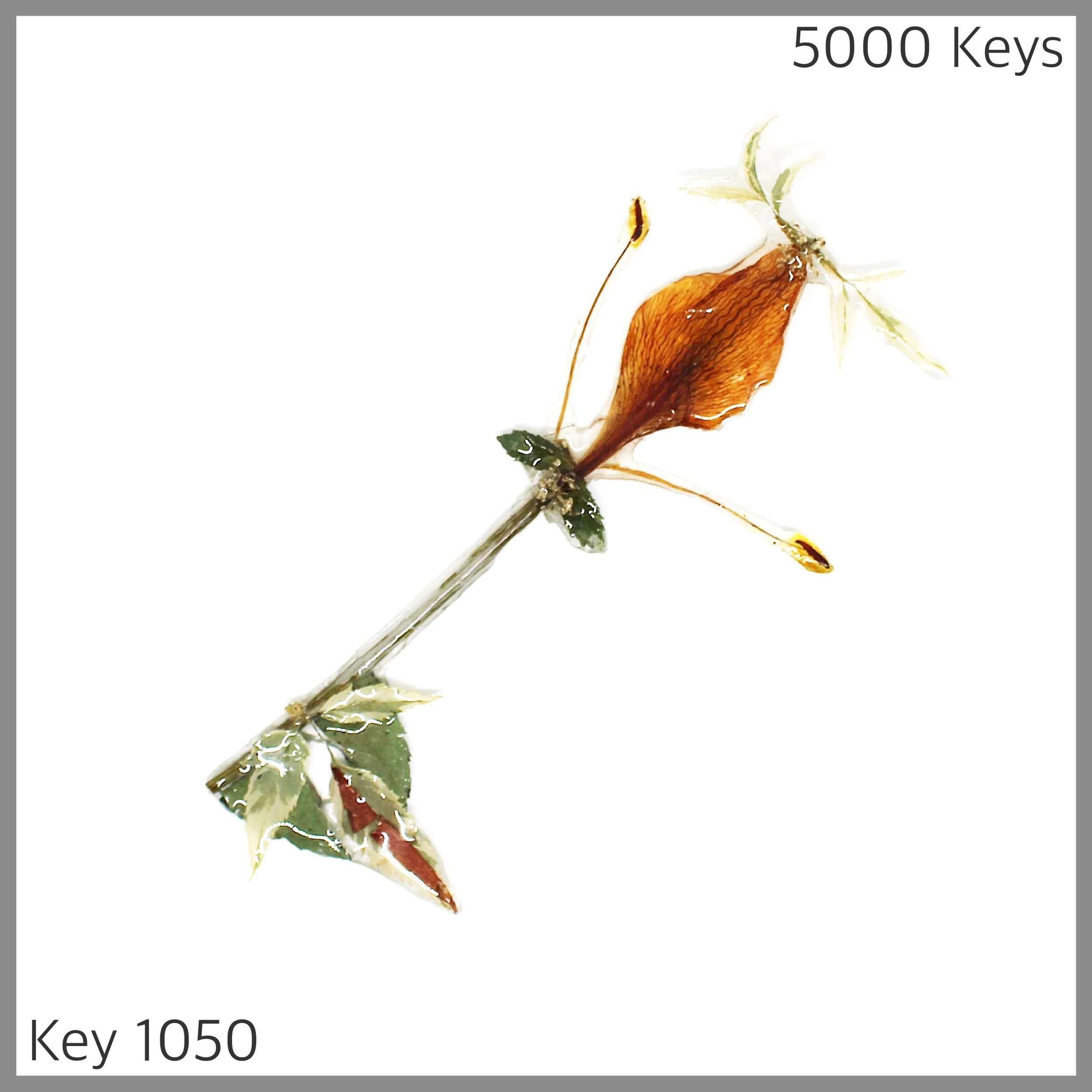 Key 1050 - 1.JPG