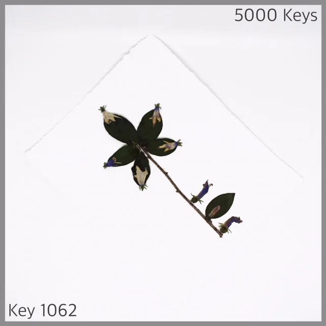 Key 1062 - 1.JPG