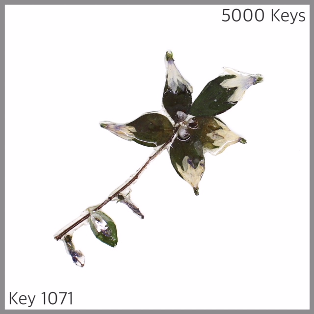 Key 1071 - 1.JPG