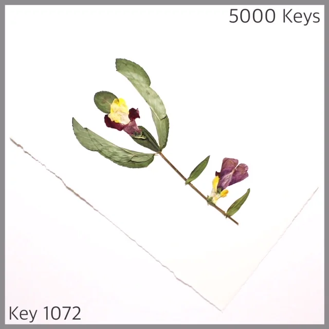 Key 1072 - 1.JPG