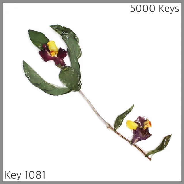 Key 1081 - 1.JPG
