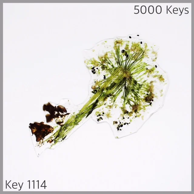 Key 1114 - 1.JPG