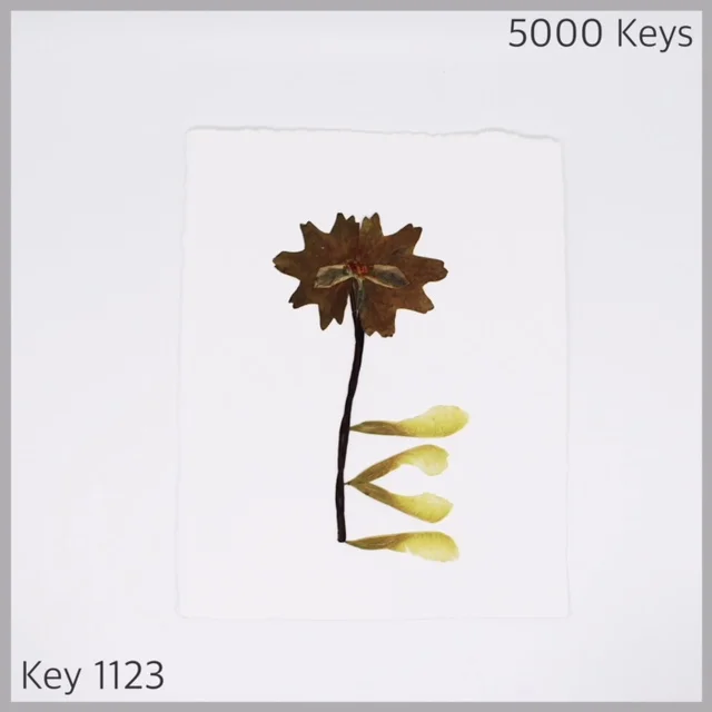 Key 1123 - 1.JPG