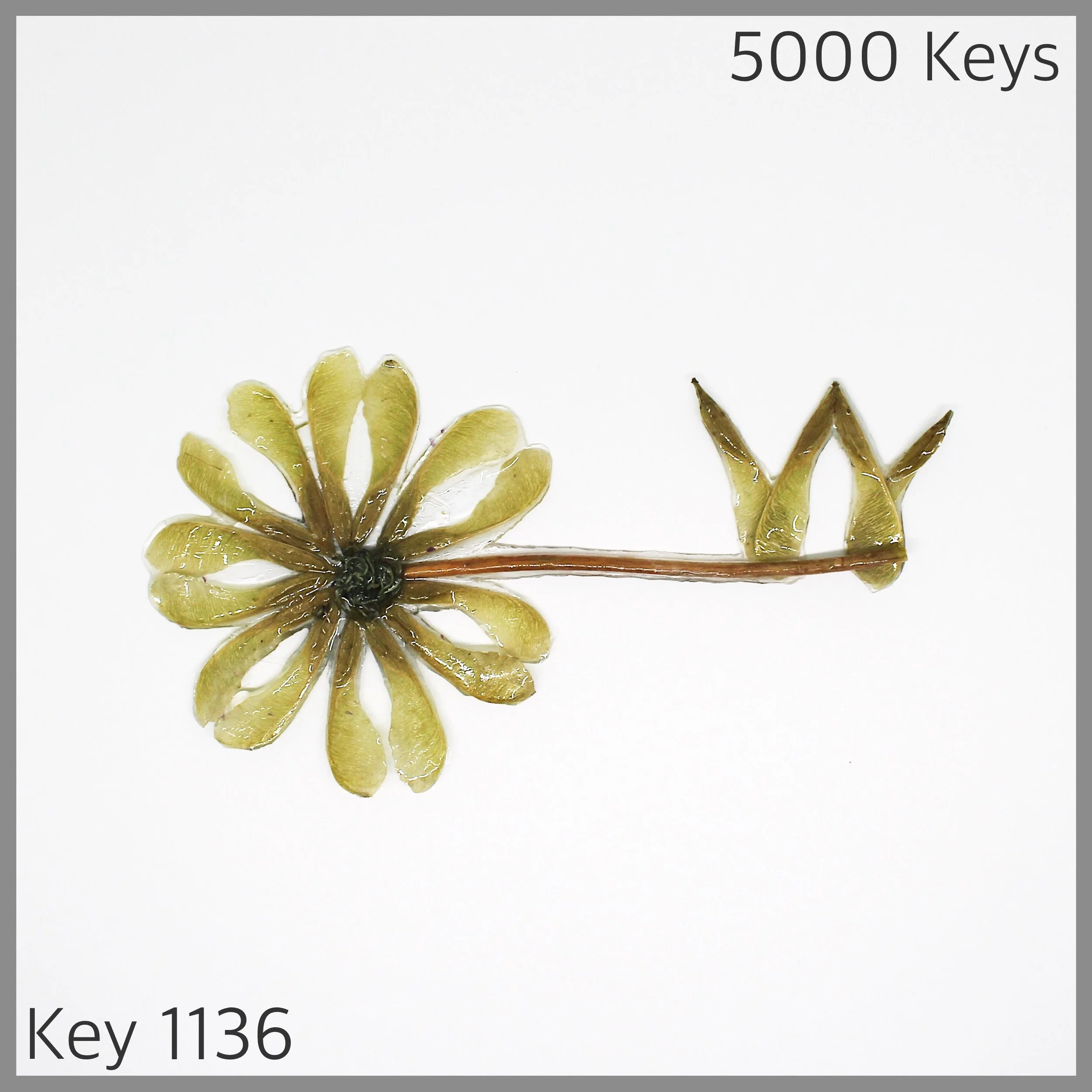 Key 1136 - 1.JPG